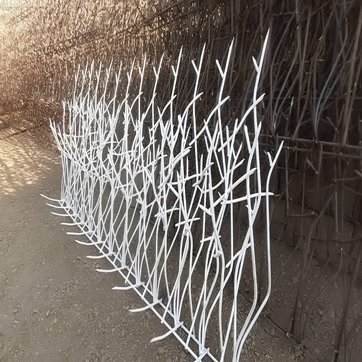 حفاظ شاخ گوزنی در عظیمیه کرج