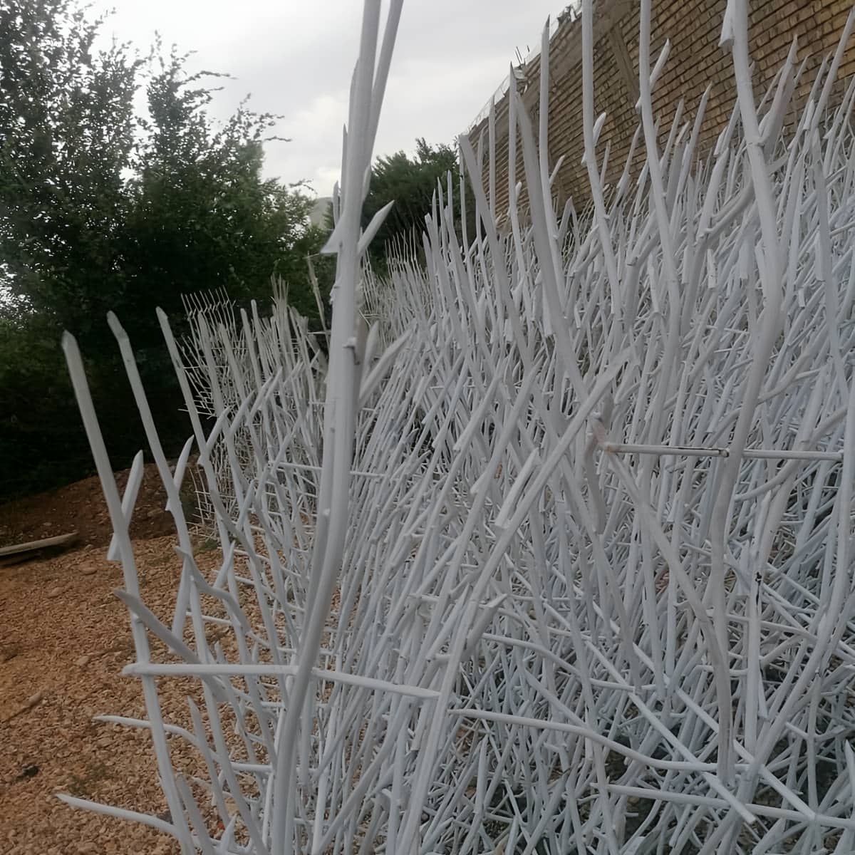 حفاظ شاخ گوزنی در چابهار