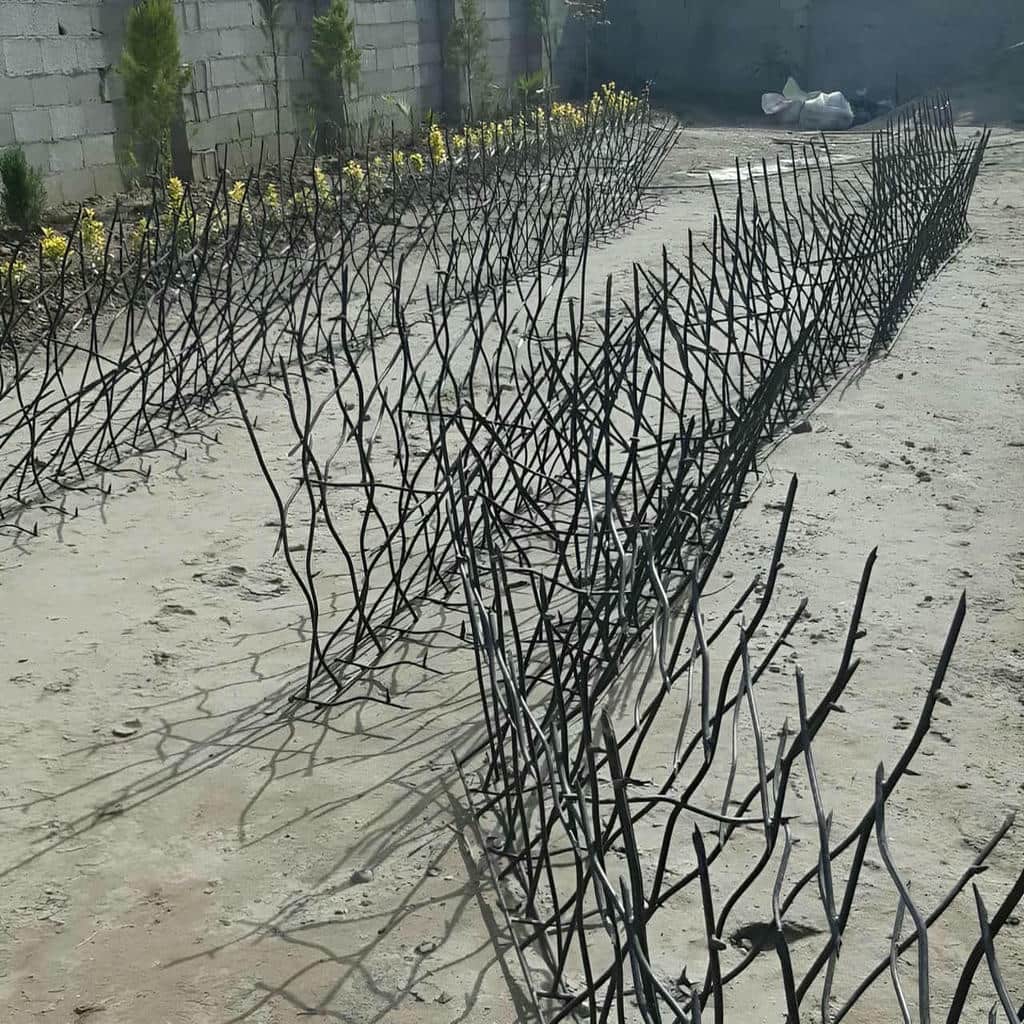 حفاظ شاخ گوزنی در گرگان