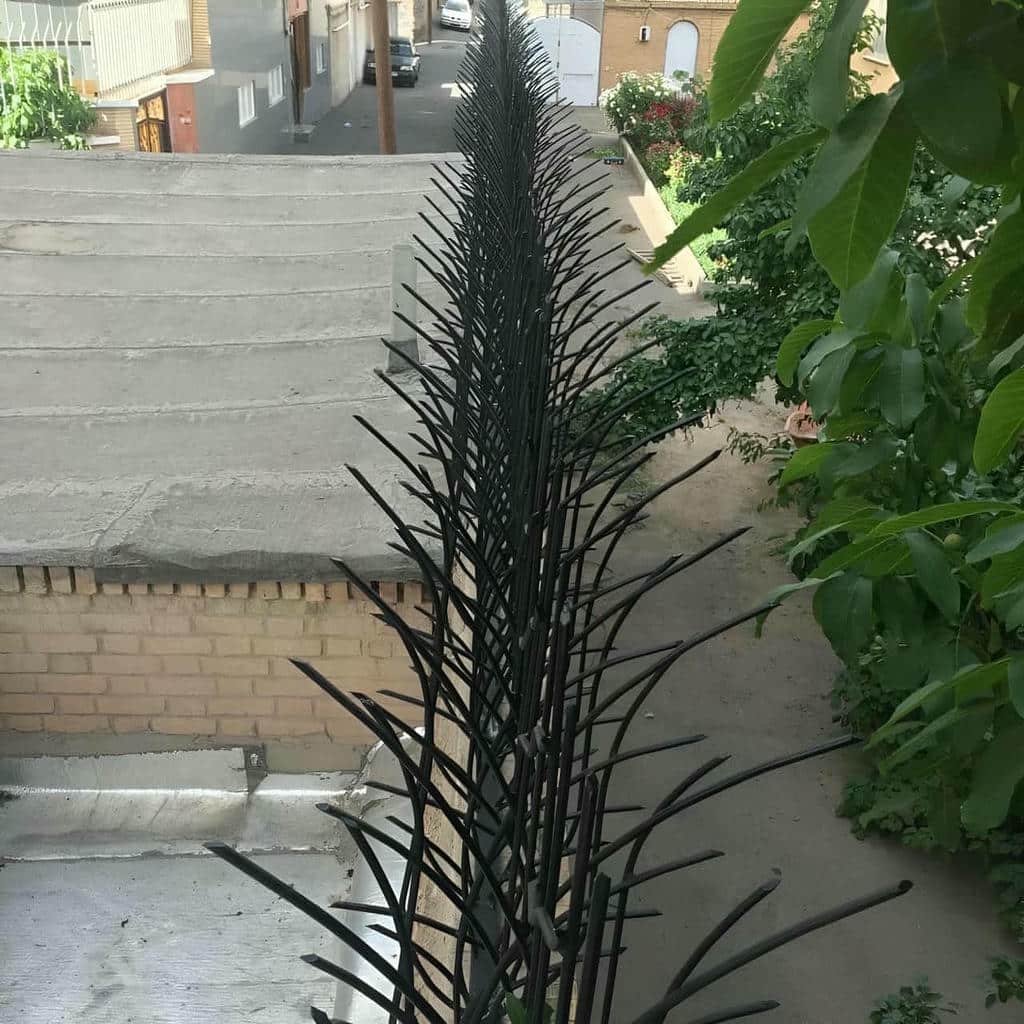 حفاظ شاخ گوزنی در کردان