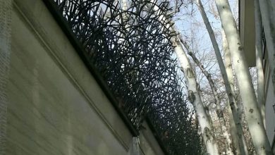 حفاظ شاخ گوزنی در اشتهارد