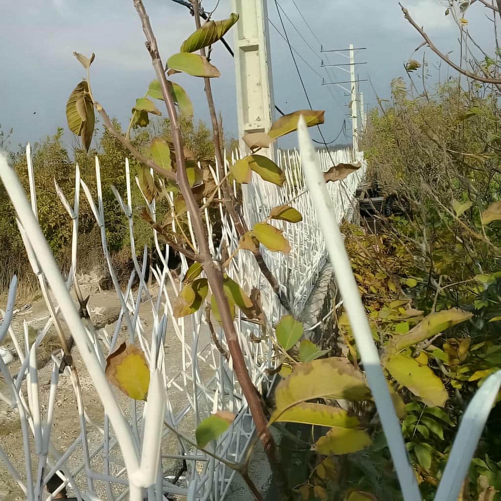 خرید حفاظ شاخ گوزنی دیوار آپارتمان در ایلام