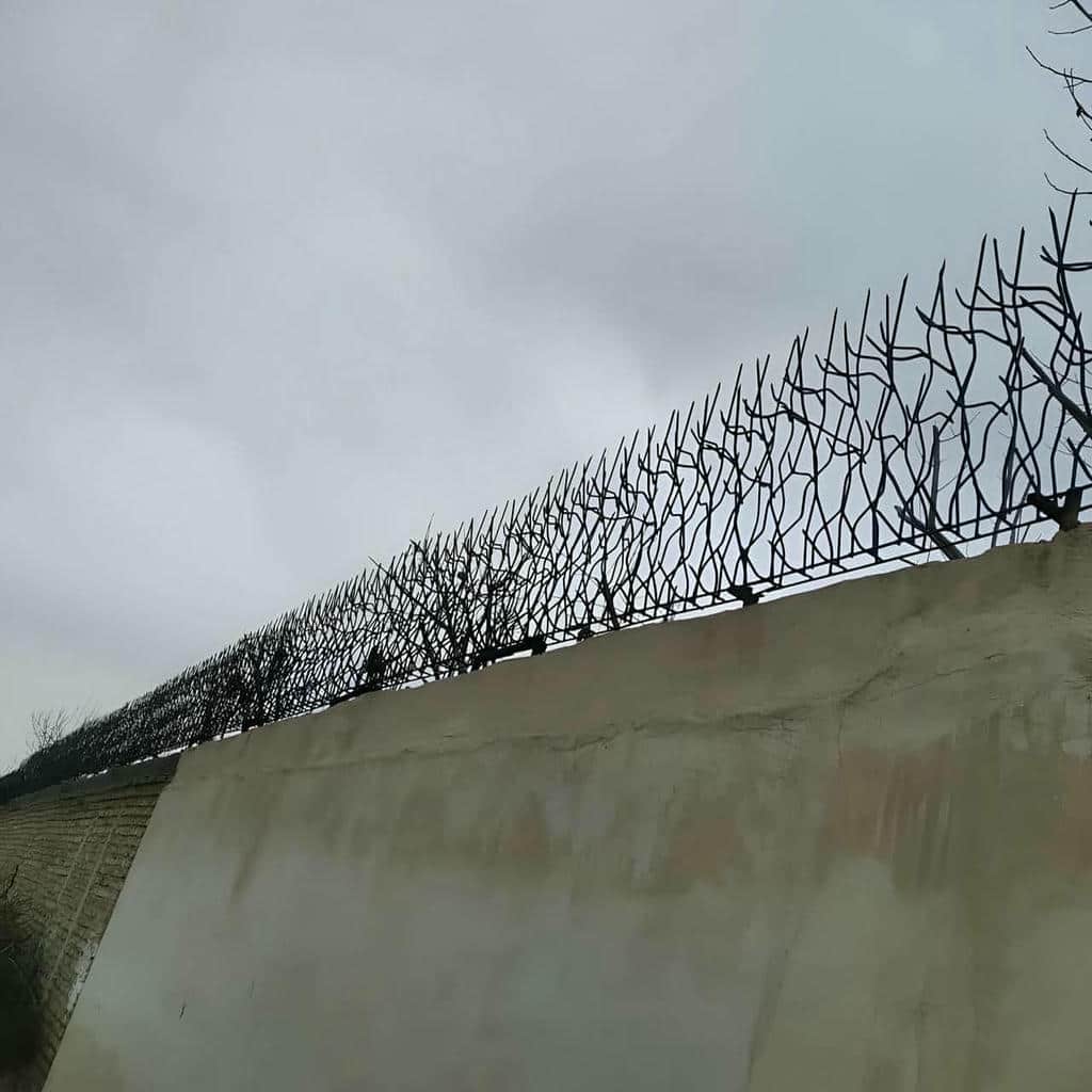 حفاظ شاخ گوزنی در اصفهان