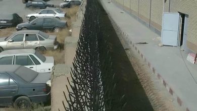 حفاظ شاخ گوزنی در زاهدان