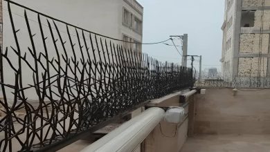 حفاظ شاخ گوزنی در سمنان