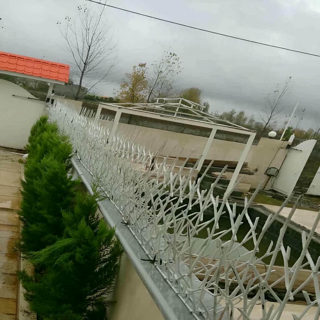 حفاظ شاخ گوزنی در نسیم شهر