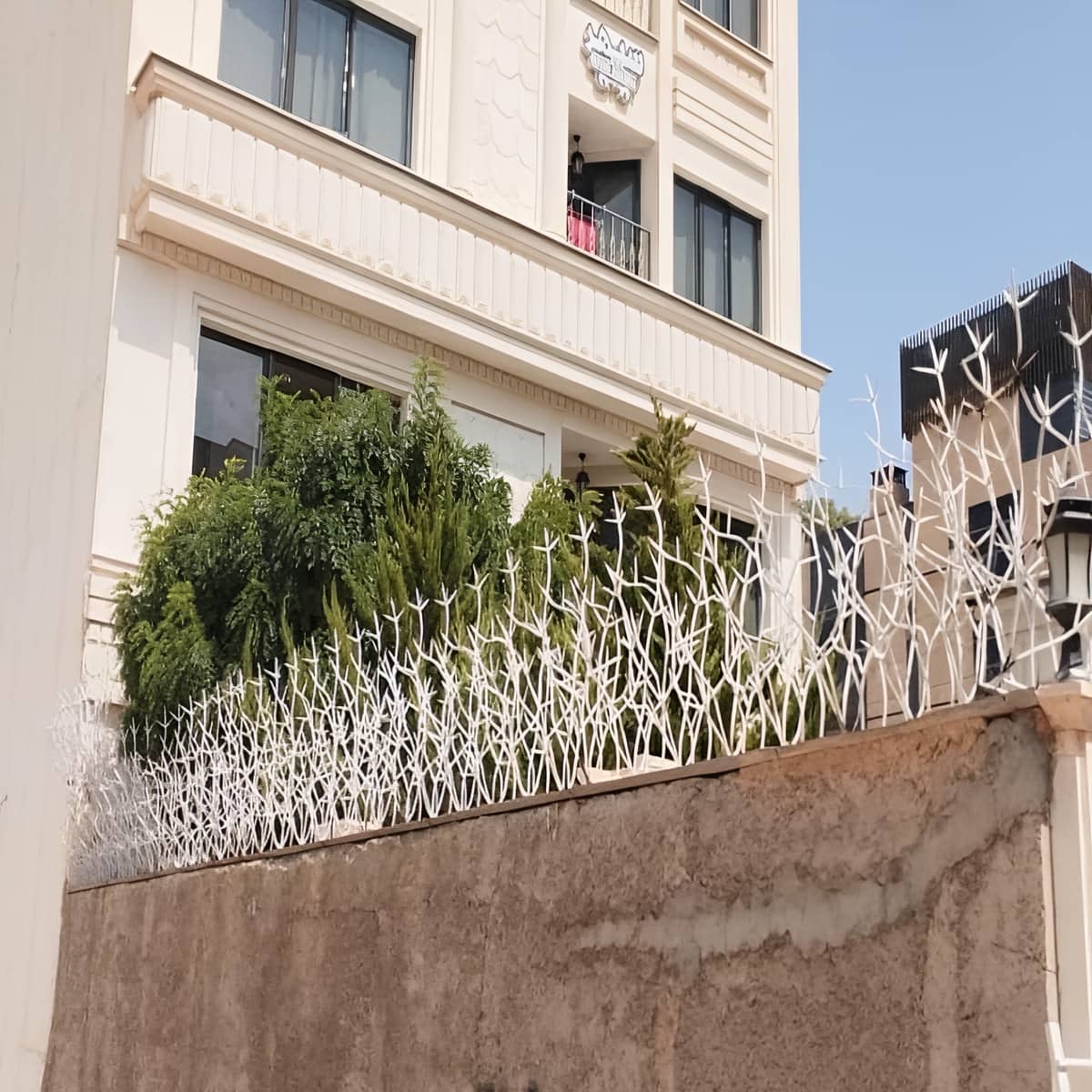 حفاظ شاخ گوزنی در رشت