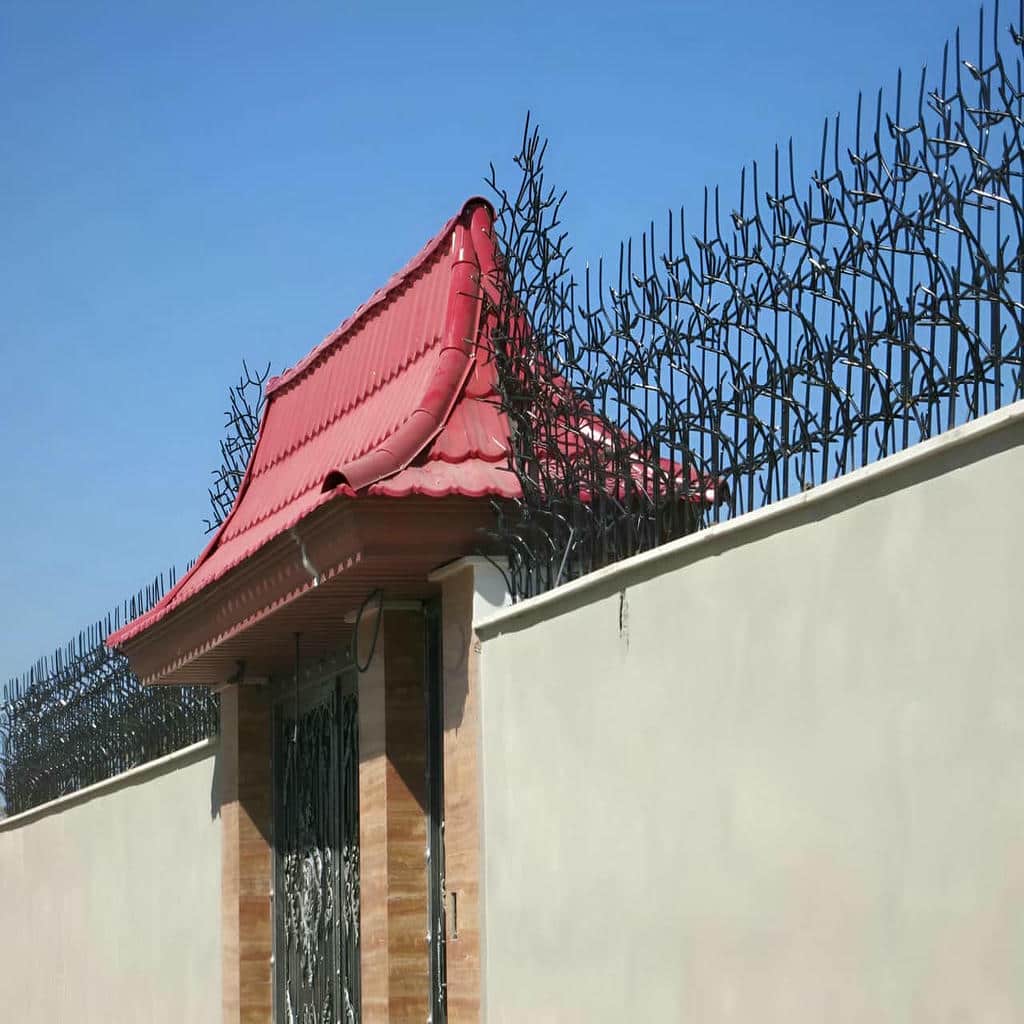 حفاظ شاخ گوزنی در استان خوزستان
