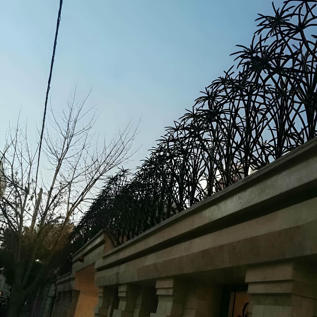 مرکز عرضه حفاظ نخل مرداب مناسب مناطق مرطوب و بارانی